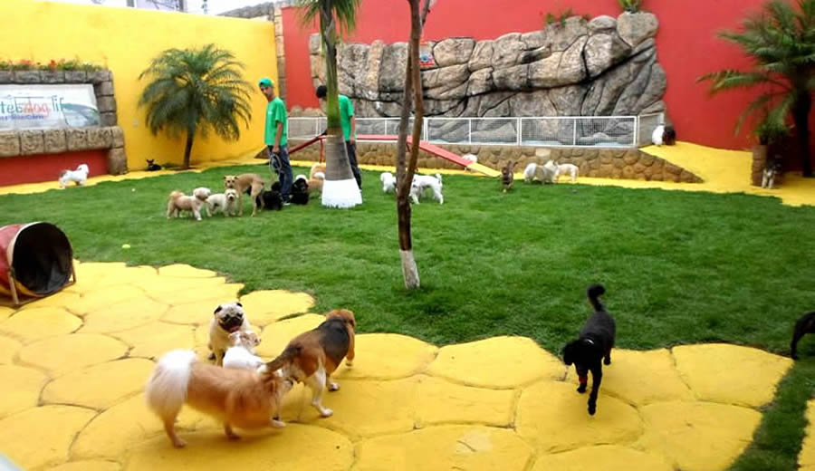 Hotel para Cães e Gatos - Banho e Tosa, Natação, Taxi Dog, Creche para Cachorros e Gatil em São Paulo - SP.