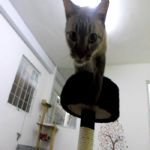 Gatil - Hospedagem de seu Gato e Silvestres
