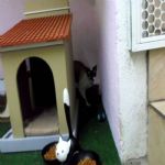 Gatil - Hospedagem de seu Gato e Silvestres