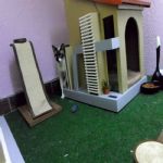 Gatil - Hospedagem de seu Gato e Silvestres