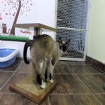 Gatil - Hospedagem de seu Gato e Silvestres