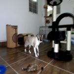 Gatil - Hospedagem de seu Gato e Silvestres