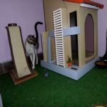 Gatil - Hospedagem de seu Gato e Silvestres