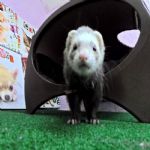 Gatil - Hospedagem de seu Gato e Silvestres