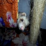 Gatil - Hospedagem de seu Gato e Silvestres