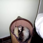 Gatil - Hospedagem de seu Gato e Silvestres