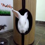 Gatil - Hospedagem de seu Gato e Silvestres