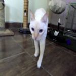 Gatil - Hospedagem de seu Gato e Silvestres