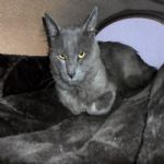 Gatil - Hospedagem de seu Gato e Silvestres