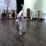 Gatil - Hospedagem de seu Gato e Silvestres