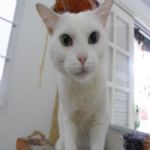 Gatil - Hospedagem de seu Gato e Silvestres