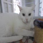 Gatil - Hospedagem de seu Gato e Silvestres