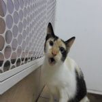 Gatil - Hospedagem de seu Gato e Silvestres