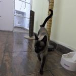 Gatil - Hospedagem de seu Gato e Silvestres