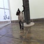 Gatil - Hospedagem de seu Gato e Silvestres