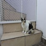 Gatil - Hospedagem de seu Gato e Silvestres