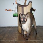 Gatil - Hospedagem de seu Gato e Silvestres
