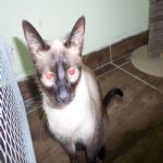 Gatil - Hospedagem de seu Gato e Silvestres