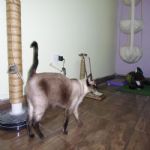 Gatil - Hospedagem de seu Gato e Silvestres