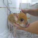Gatil - Hospedagem de seu Gato e Silvestres