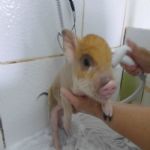 Gatil - Hospedagem de seu Gato e Silvestres