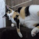 Gatil - Hospedagem de seu Gato e Silvestres