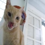 Gatil - Hospedagem de seu Gato e Silvestres