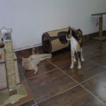 Gatil - Hospedagem de seu Gato e Silvestres