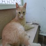 Gatil - Hospedagem de seu Gato e Silvestres