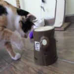 Gatil - Hospedagem de seu Gato e Silvestres