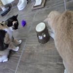 Gatil - Hospedagem de seu Gato e Silvestres