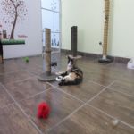 Gatil - Hospedagem de seu Gato e Silvestres