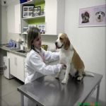 Consultório Veterinário