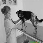 Consultório Veterinário
