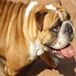 Feriado 7 de Setembro 2012