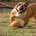 Feriado 7 de Setembro 2012