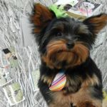 Feriado 7 de Setembro 2012