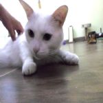 Gatil - Hospedagem de seu Gato e Silvestres