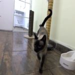 Gatil - Hospedagem de seu Gato e Silvestres
