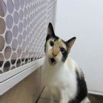 Gatil - Hospedagem de seu Gato e Silvestres