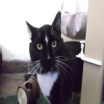 Gatil - Hospedagem de seu Gato e Silvestres