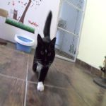 Gatil - Hospedagem de seu Gato e Silvestres