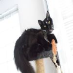 Gatil - Hospedagem de seu Gato e Silvestres