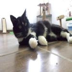 Gatil - Hospedagem de seu Gato e Silvestres