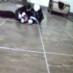 Gatil - Hospedagem de seu Gato e Silvestres