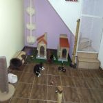 Gatil - Hospedagem de seu Gato e Silvestres