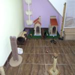 Gatil - Hospedagem de seu Gato e Silvestres