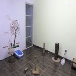 Gatil - Hospedagem de seu Gato e Silvestres