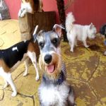 Hotel Para Cães