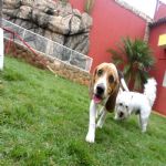 Hotel Para Cães